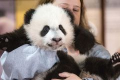 China could lend more pandas to United States