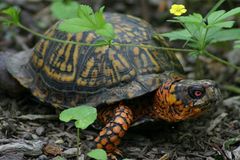 Chinese man charged with trying to smuggle eastern box turtles