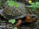 Chinese man charged with trying to smuggle eastern box turtles