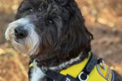 Arkansas Baptist DR welcomes first four-legged volunteer | Baptist Press