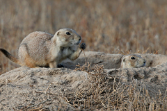 Colorado public health officials confirm human case of plague