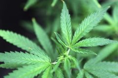 Do Christians need weed? A response to the Christian cannabis movement
