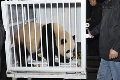 Giant pandas en route to the National Zoo in Washington, D.C.