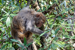 South Carolina police assist in corraling escaped lab monkeys