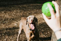 Got an Empty Church Lawn? Why Not Turn It Into a Dog Park?