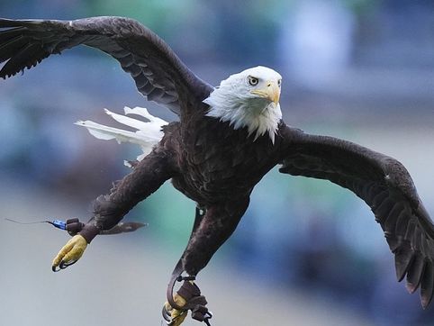 After nearly 250 years, bald eagle now official U.S. bird