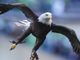 After nearly 250 years, bald eagle now official U.S. bird