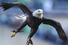After nearly 250 years, bald eagle now official U.S. bird