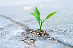 Planting Disciple-Making Churches in the City