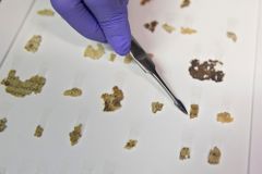 Israeli experts announce discovery of more Dead Sea scrolls | Baptist Press