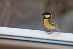 First Person: Finding hope and joy again | Baptist Press