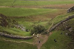Two men convicted of cutting down England’s iconic Sycamore Gap tree