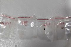 Chinese couple accused of smuggling dangerous fungus to U.S.