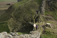 Sycamore Gap tree-cutters get four-year prison terms