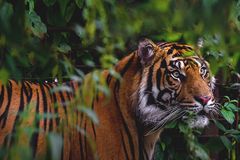 Danish zoo asks for pet donations to feed predators