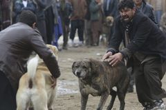 Former NFL player guilty of dogfighting crimes