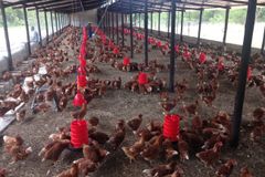 Plan hatched to save Zimbabwe seminary using chickens | Baptist Press