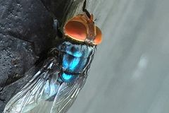 Health officials confirm first human screwworm case in U.S.