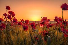 Don't let the tall poppy syndrome ruin your experience of the Kingdom of God