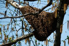 The great bee hug and the power of supportive communities