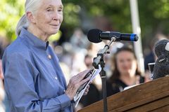 Groundbreaking animal scientist Jane Goodall dies at 91