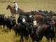 Trump administration considers Argentine beef imports as domestic prices rise
