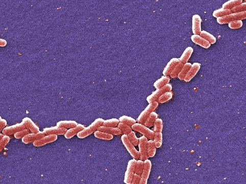 FBI charges Chinese researcher for E. coli smuggling