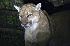 Colorado mountain lion suspected in hiker’s death