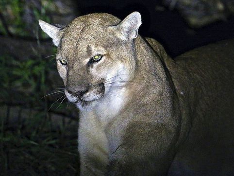 Colorado mountain lion suspected in hiker’s death