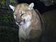 Colorado mountain lion suspected in hiker’s death
