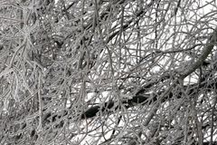 Send Relief brings help during major winter storm | Baptist Press