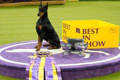 Doberman is best in show at 150th Westminster dog show