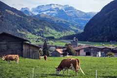 Farmers’ church in Switzerland adapts worship to agricultural life