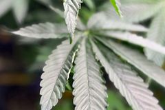 Study finds few benefits from medical marijuana