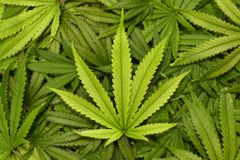 NYT backtracks marijuana advocacy amid cultural rethinking of legalization | Baptist Press