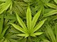 NYT backtracks marijuana advocacy amid cultural rethinking of legalization | Baptist Press