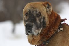 Members of Indiana dogfighting ring sentenced to prison