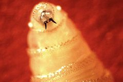 New World screwworm outbreak nears U.S. border