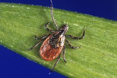 CDC report shows unusual spike in tick bites