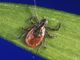 CDC report shows unusual spike in tick bites