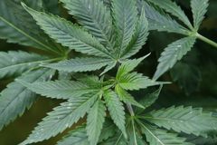 Feds charge 51 with trafficking black-market marijuana