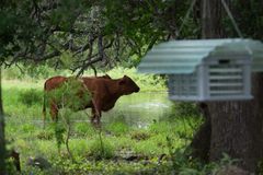 More screwworm cases ID’d in Texas livestock, New Mexico dog