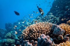 Scientists find far more climate-resilient coral reefs than previously thought