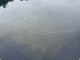 Green tint continues to plague D.C. Reflecting Pool after six suspects arrested