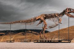 T. Rex fossil “Gus” fetches record-breaking price at auction