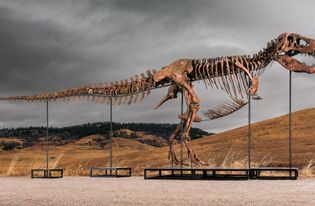 T. Rex fossil “Gus” fetches record-breaking price at auction