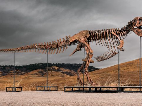 T. Rex fossil “Gus” fetches record-breaking price at auction