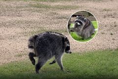 The Internet's New Obsession Is a Round Raccoon Named Jimothy - RELEVANT