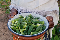 Innovative program counters physical and spiritual poverty in West Africa: improving nutrition and generating income for evangelism