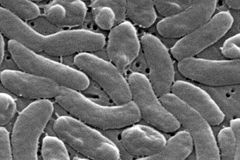 Flesh-eating bacteria kill seven in Florida, Louisiana